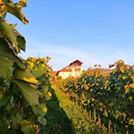 Tokajicum Borház | Tarcal Visit Tokaj and VisitTokaj.org Award winning white wines, Aszu and Eszencia Wine Cellar and Wine Vineyards #ilovetokaj #tokaj #aszu www.aszu.org www.ilovetokaj.com #visittokaj www.tarcal.org www.ilovetokaj.org www.szerencs.org www.kidsdinefree.com www.kidsdinefree.net www.kidseatfreecard.com www.smartsim.cards www.smartsimusa.com www.szerencs.com www.taktik.enterprises www.tokaj.me www.travelsavings.cards www.vipshopdine.com www.shopdineplay.com www.visittarcal.com www.visittarcal.org www.maygarbor.com www.tokajbor.com www.play4lesscard.com www.taktikenterprises.com www.bugyidobo.com www.thattravelsolution.com www.st.thatravelsolution.com www.tokajwineries.com www.dine4lesscard.com #TokajAszu #hungarywines #hungarianwine #tokajwine